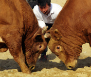 청도의 봄, 소가 마주 달린다