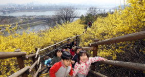 개나리 속으로