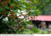 [인간주의 여행] 봄바람 불면 뽀얀 꽃 천국인 여인마을