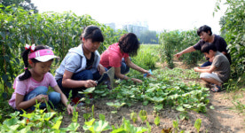 도시텃밭 가꾸기 재미 쏠쏠