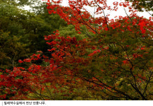 [인간주의 여행] 하늘이 내린 풍경의 바다, 한계넘은 산길 물길