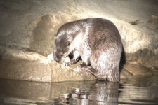 대구 신천에 수달 15마리 산다