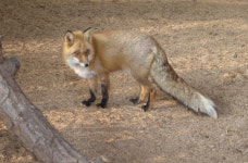 멸종위기 토종여우 소백산에 복원키로