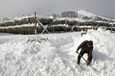 [인간주의 여행] 눈보라 벗 삼아 황태 수백만 마리 ‘일광욕’
