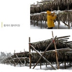 [인간주의 여행] 눈보라 벗 삼아 황태 수백만 마리 ‘일광욕’