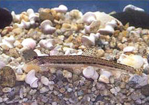 4대강본부 ‘미호종개’ 놓고 생명놀음