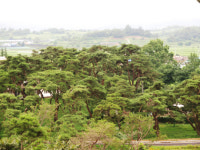 250~300년 된 거목이 만든 ‘솔 둥지’