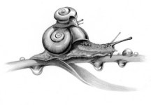 ‘진화의 최고봉’ 인간보다 더 사려깊은 달팽이의 삶