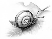 ‘진화의 최고봉’ 인간보다 더 사려깊은 달팽이의 삶