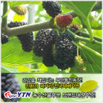 부안동진농장의 보물, 블랙푸드의 종결자 오디!