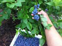 블랙푸드의 열풍 속 최강자는 바로 나! 블루베리.