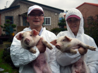 자나깨나 돼지, 돼지…폐허에서 꿈을 따다