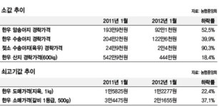 공짜라 해도 마다하는 젖소 수송아지…농가선 안락사까지