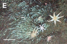 [환경뉴스] 남극 열수분출구에 유령 문어, 예티 게…신종 생물 바글