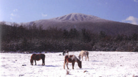 ‘말의 고장’ 제주를 기억하라