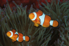 [환경뉴스] 바다 산성화로 물고기가 ‘미친다’