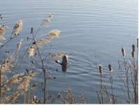전주 완산체육공원에 수달가족 떴다