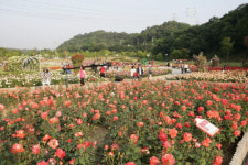 ‘울산 장미축제’ 110만송이가 활짝