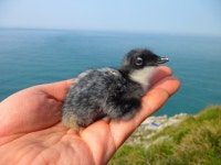 [환경사진] 태어난 지 하루 만에 바다에 ‘풍덩’, 수수께끼의 바닷새 뿔쇠오리