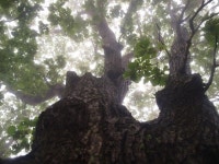 [환경뉴스] 가리왕산 세 아름 들메나무는 울고 있었다