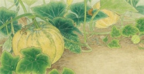 단풍은 아니지만 애기 호박도 참 예쁘다, 왜냐고?