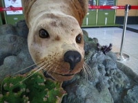 [환경사진] 부상 입고 제주서 죽은 큰바다사자, 표본으로 되살아났다