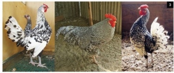 애완닭 농장 주인 김씨의 꿈과 좌절