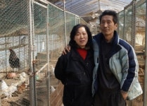 애완닭 농장 주인 김씨의 꿈과 좌절