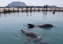 춘삼이·삼팔이 그리운 바다로 ‘풍덩’
