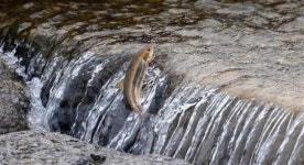 Struggling upstream in spring