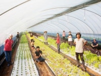 쌈채소를 사랑하는 협업이 울려퍼진다