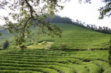 차로 참선하며 차나무처럼 뿌리 내린 정약용의 운명