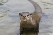 전국서 구조된 수달 13마리, 새 집이 맘에 드니?