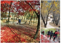 낙엽처럼 이야기가 쌓여있는 도심 속 숲공원