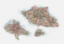 [산야초 세밀화] 로제트