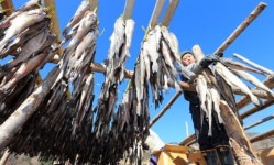 추위가 반가운 황태마을