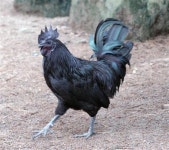 [단독] AI 살처분 공포…“천연기념물 ‘연산 오계’ 지켜주세요”