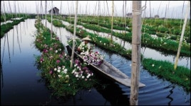 [한장면] 물 위의 농장 ‘밥보다 꽃’
