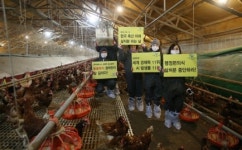 자루 쑤셔넣어진 닭들 “꽥” “꽥” 건강한 닭 잡는 공무원도 “어휴”