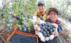 [포토] 함양 블루베리