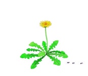 싹 틔우고 퍼지는 민들레의 일대기