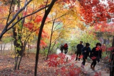 추석연휴 서울도심 ‘정말 걷기 좋은 숲길’ 7선