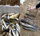 삼성전자 오염물질 유출…원천천 물고기 떼죽음