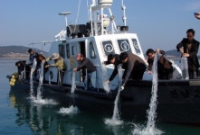 [포토] 무안 탄도만에 새끼낙지 5000마리 방류