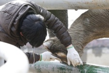 [포토] 칭찬은 코끼리도 춤추게 한다