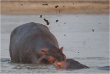 [환경뉴스] 물 먹는 하마, 물고기에 밥으로 ‘보답’한다