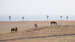 제주올레, 3-B코스 바당올레 새롭게 선보인다