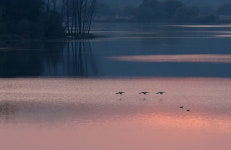 [환경뉴스] 100마리로 불어날 우포 따오기, 겨울엔 뭘 먹지?