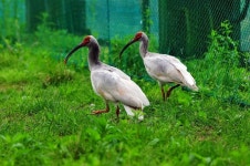 [환경뉴스] 100마리로 불어날 우포 따오기, 겨울엔 뭘 먹지?