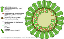 [뉴스룸] 메르스·사스 바이러스의 변이와 감염 전략은? -최근 연구
